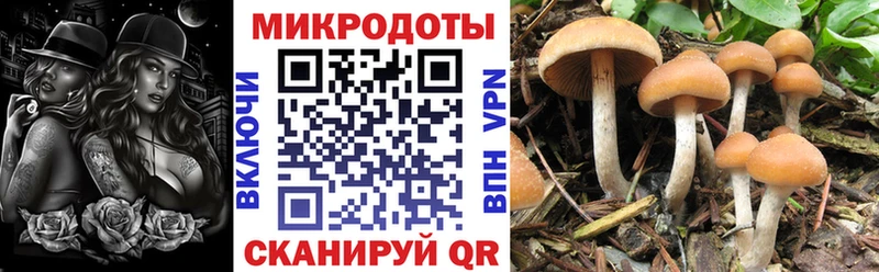 Галлюциногенные грибы Cubensis Емва